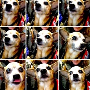 Meet your Posher, Jiblet